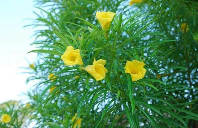 How do you take care of a Yellow Oleander?